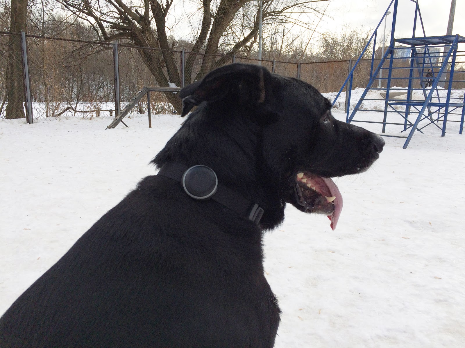 Тестируем на животных: как работает GPS-трекер для собак Mishiko в Москве? - 7