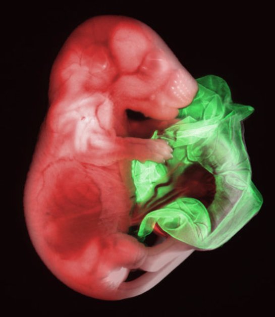 Ученые смогли вырастить из стволовых клеток эмбрион мыши