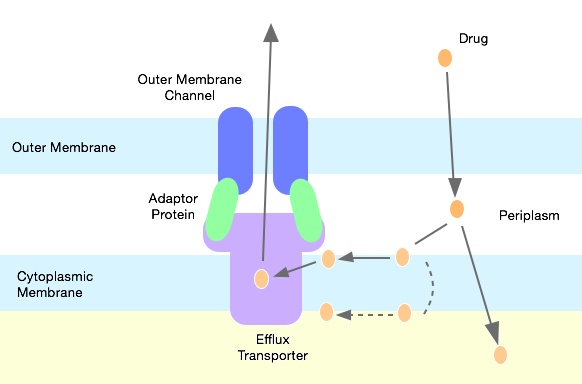 Генная инженерия бактерий: как внести нужные нам гены в составе плазмидного вектора в бактерию - 8