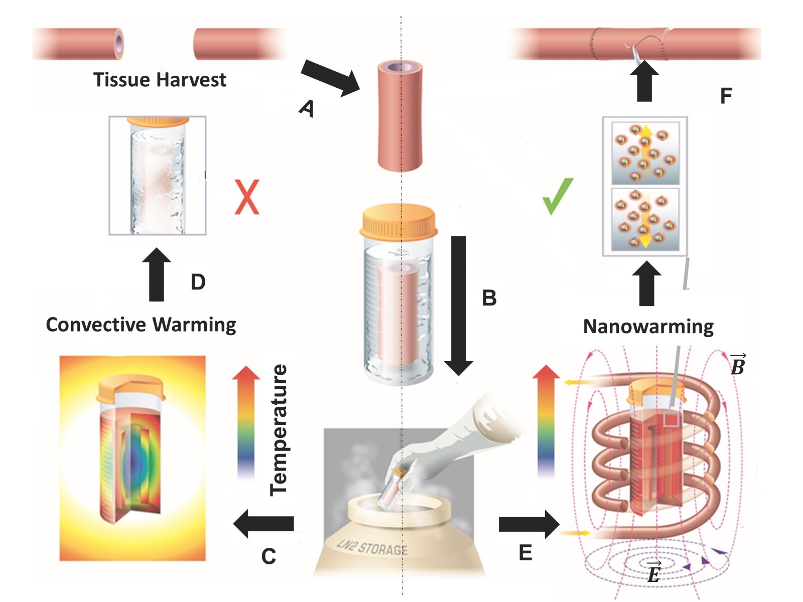 Исследователи разработали технологию быстрой разморозки криоконсервированной ткани - 2