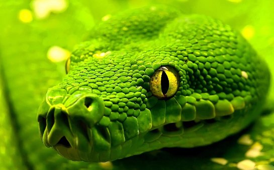 На острове Гуам экологическая катастрофа из-за большого количества змей