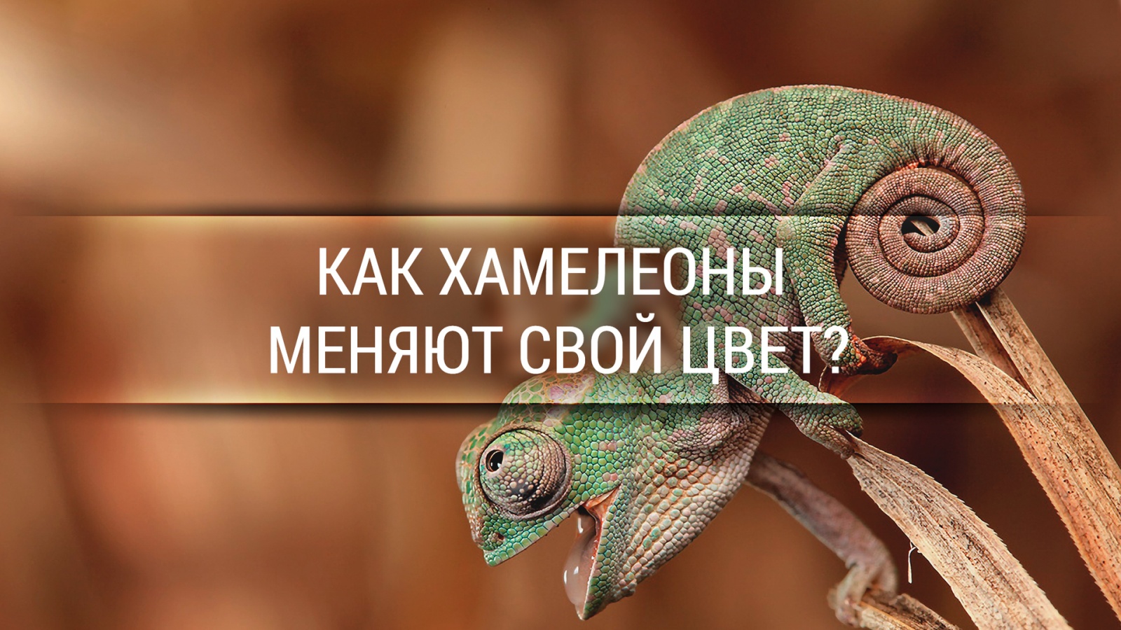 Как хамелеоны меняют свой цвет? [Veritasium] - 1