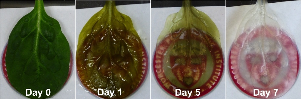 В листьях шпината вырастили клетки сердечной мышцы человека - 1