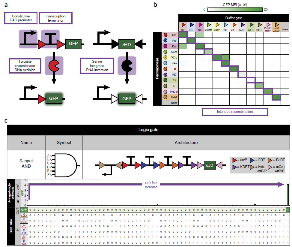 Создан фреймворк BLADE для прокладки вычислительных цепей в ДНК млекопитающих и человека - 2