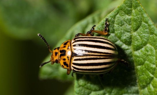 Сибирские ученые нашли способ борьбы с колорадским жуком