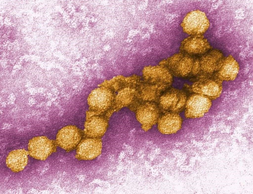 Ученые изучат геном переносчика вируса лихорадки Западного Нила при помощи IBM Power Systems - 2