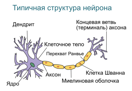 Как лечат сумасшедших. 1.1 — Фармакотерапия: основы и шизофрения - 5