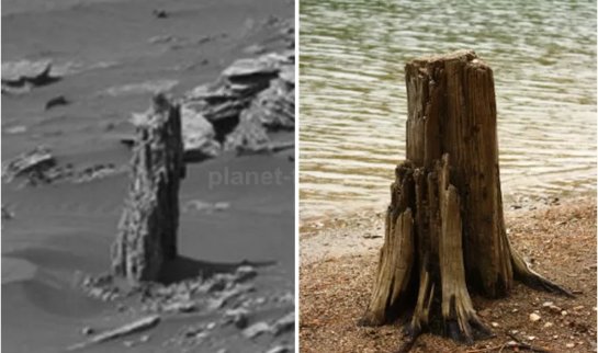На Марсе когда-то росли деревья