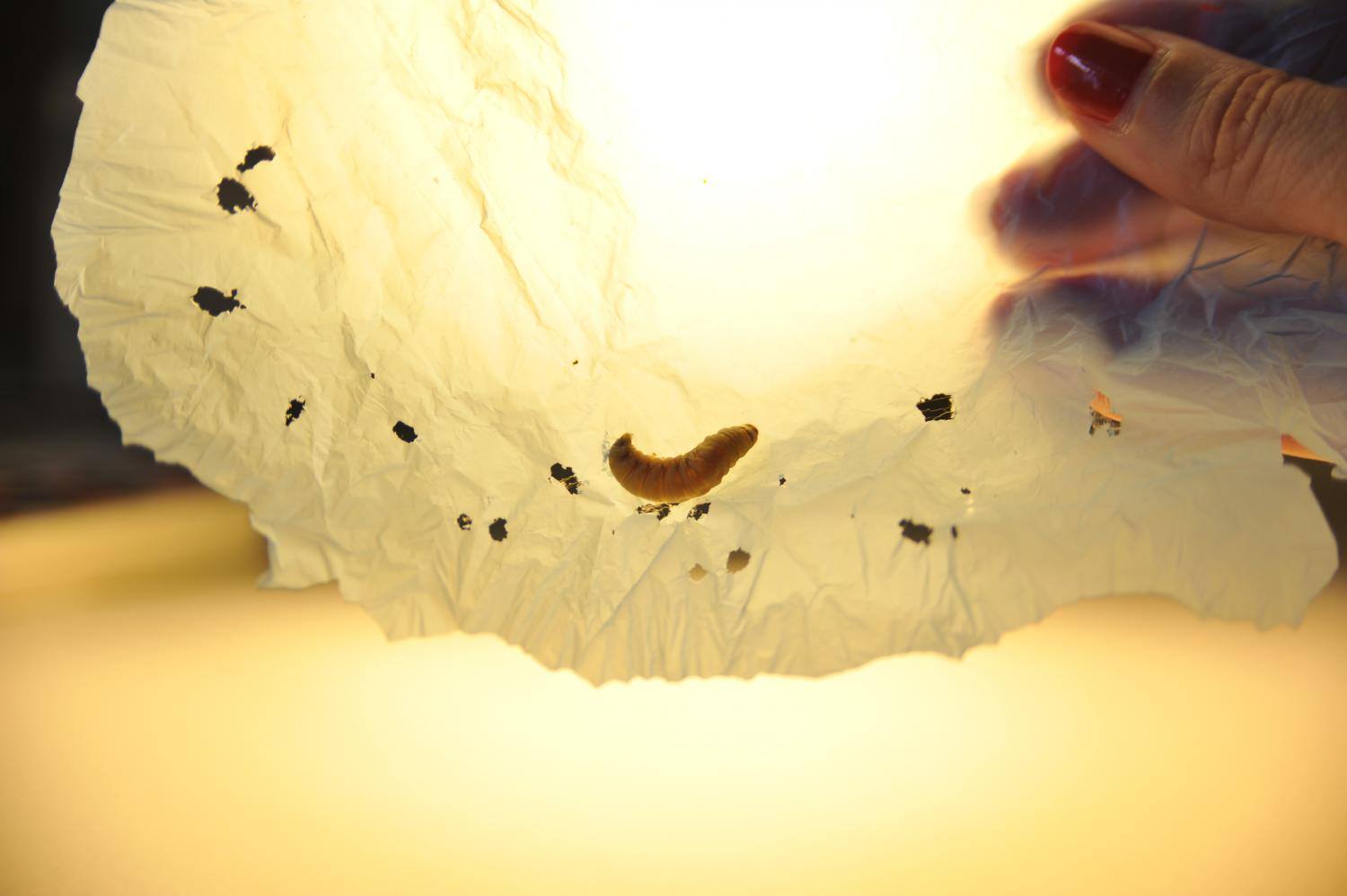 Испанская пчеловод-любитель случайно обнаружила, что личинки большой восковой моли пожирают пластик - 2