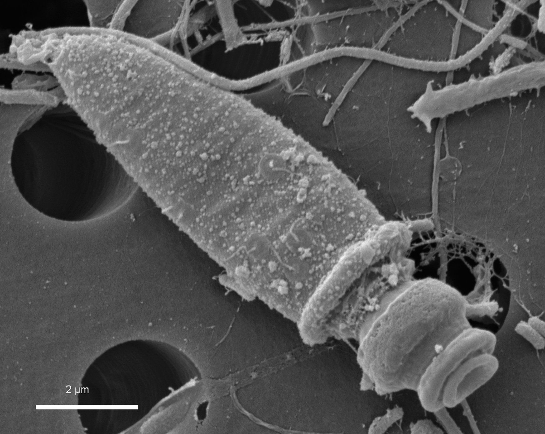 Стреляющий планктон: крохотные организмы орудуют впечатляющей артиллерией - 4