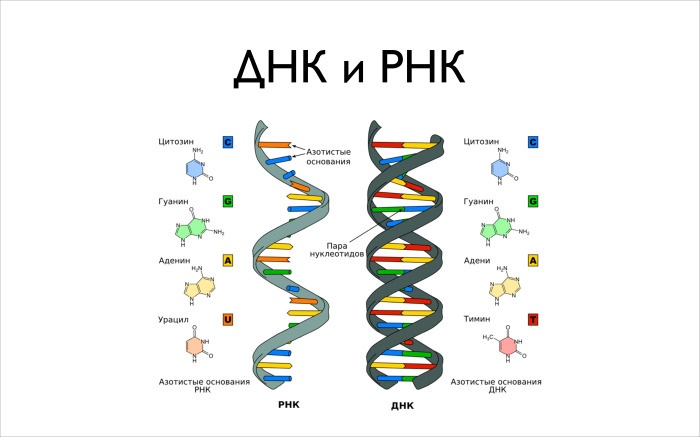 Алгоритмические задачи в биоинформатике. Лекция в Яндексе - 3