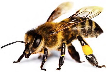 Справочник «пчеловода» или отвечаем на вопросы по микроконтроллерам EFM8 Bee - 1