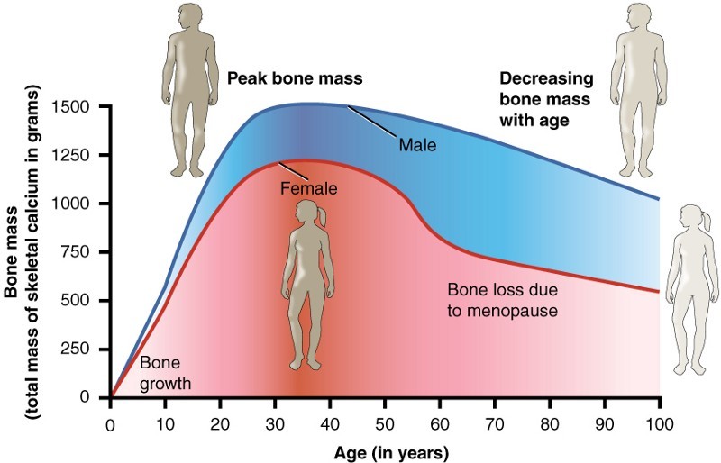 Старение и менопауза — две программы популяционного контроля - 2