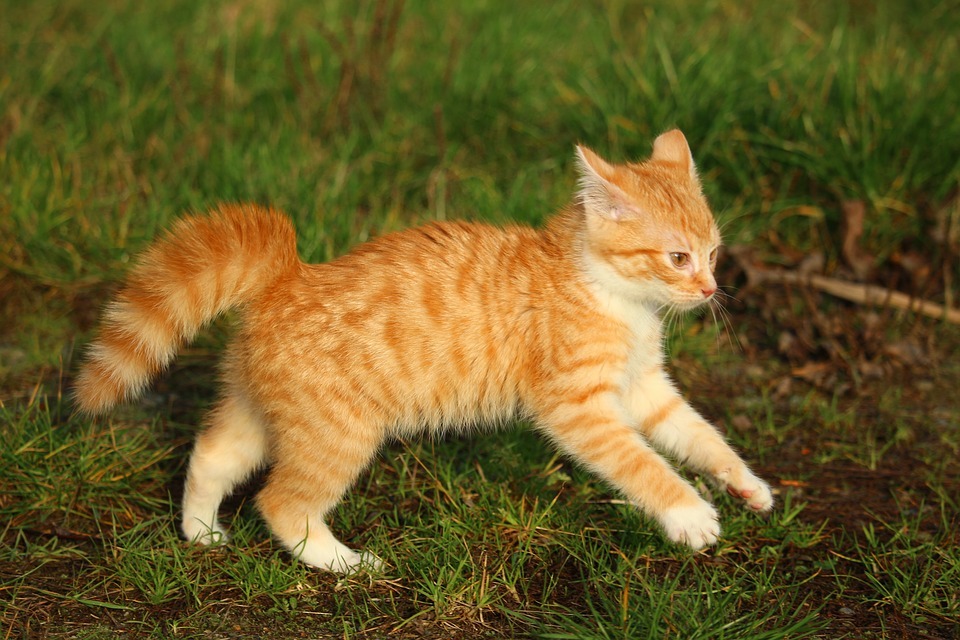 Новое исследование показало, что кошек приручили не так, как других животных - 1