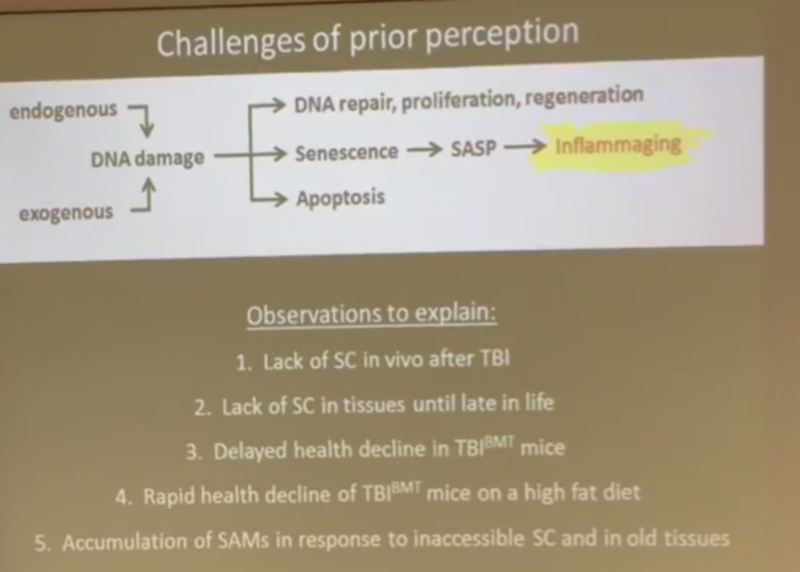 Сенесцентные клетки-зомби — ложный след в борьбе со старением? - 8
