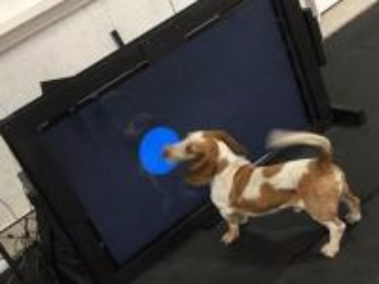 Изобретено устройство, позволяющее собакам звонить в службу спасения