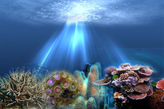 Ученые рассказали, почему глубоководные кораллы светятся в темноте