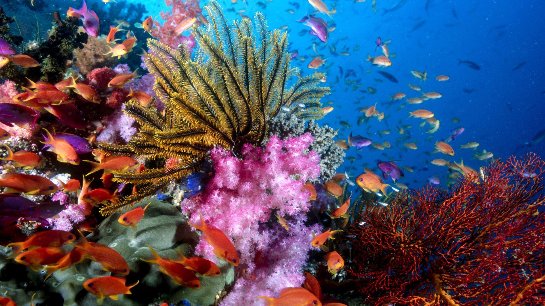 В Тихом океане появились новые коралловые рифы