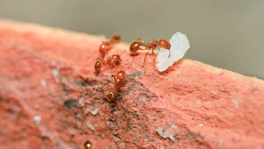 Огненный муравей может лечить псориаз