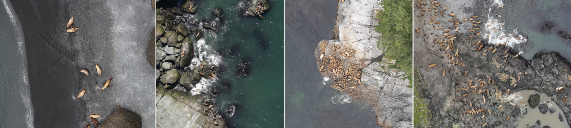 Kaggle: как наши сеточки считали морских львов на Алеутских островах - 7