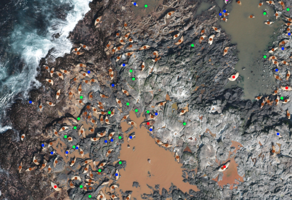 Kaggle: как наши сеточки считали морских львов на Алеутских островах - 8 image