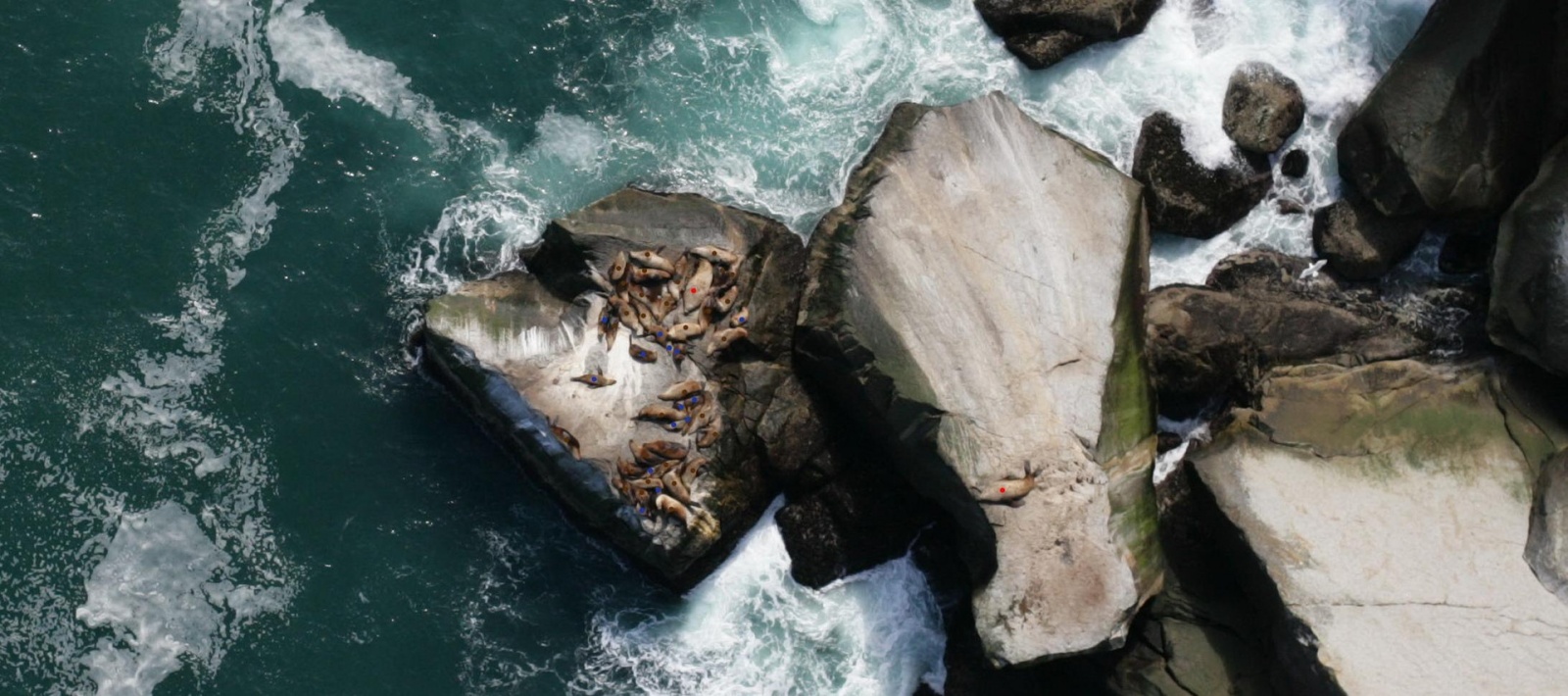 Kaggle: как наши сеточки считали морских львов на Алеутских островах - 1 header_im