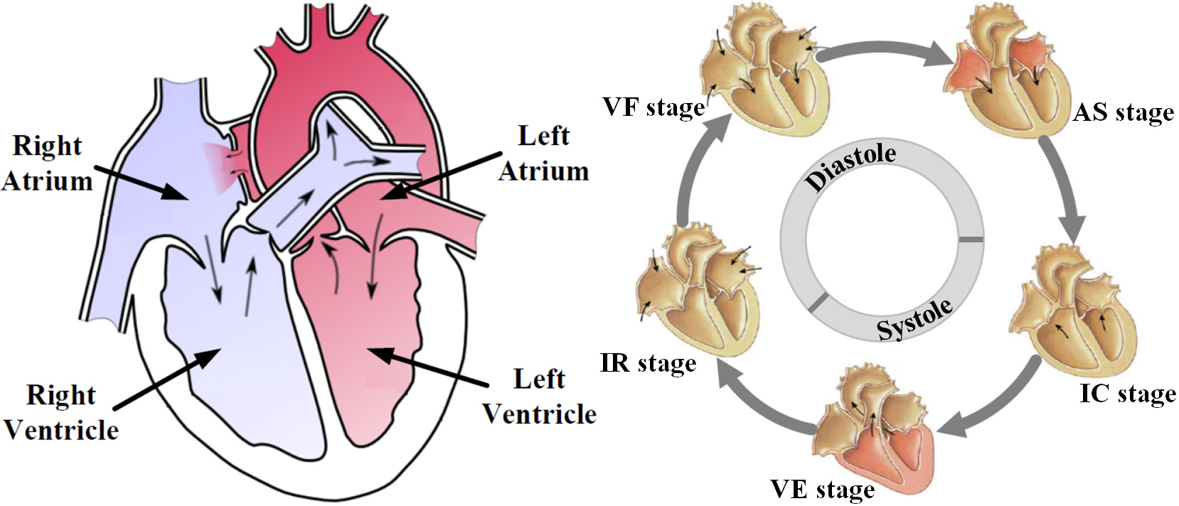 Геометрия сердца: новый метод непрерывной биометрической аутентификации - 2