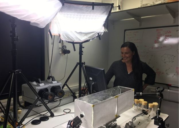 Почему муху так сложно прихлопнуть? - 4 Почему муху так сложно прихлопнуть? - 4