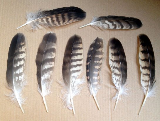 Шведские ученые считают, что птичьи перья питательны и их можно употреблять в пищу