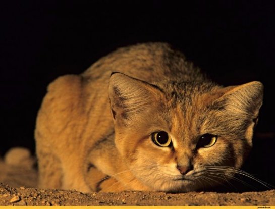 В Сахаре засняли диких бархатных кошек