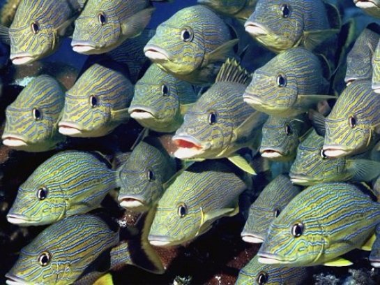 Ученые выяснили, какое эмоциональное состояние может быть у рыб