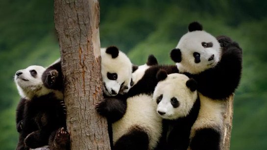 Ученые заявили, что панды могли зародиться в Европе