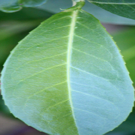 leaf1 new