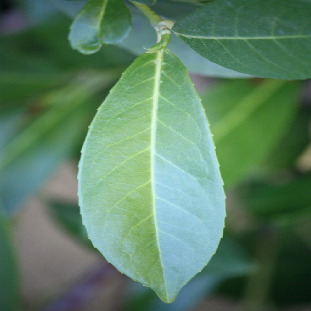 leaf1 old