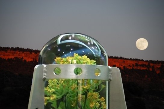 Китайские специалисты завезут на Луну насекомых и растения