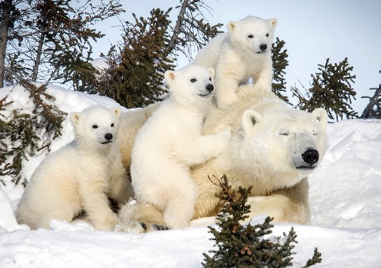 Белые медведи первым пострадают от глобального потепления