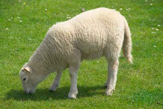 В США создали овечий эмбрион с человеческими клетками