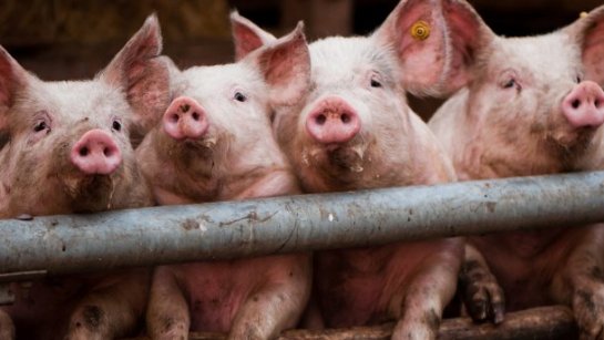 В Китае ИИ применили для слежки за свиньями
