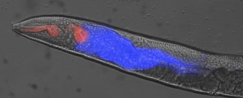 Изучение смерти червей позволяет понять механизм наступления гибели организма - 1