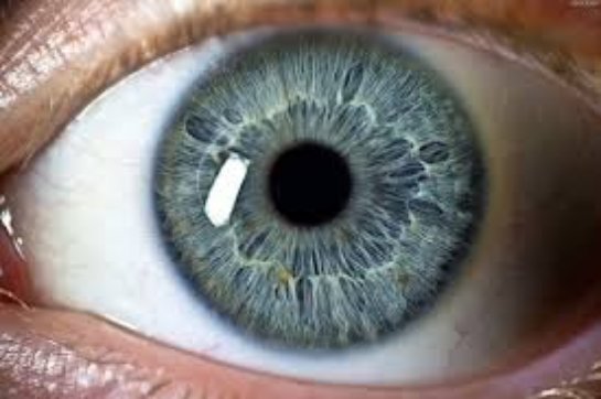 Исследование стволовых клеток направлено на лечение слепоты