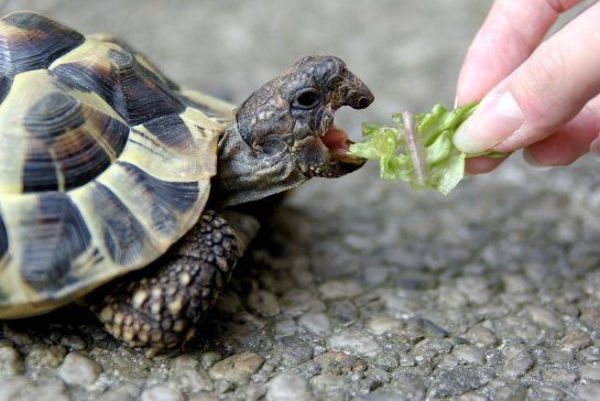 Морские черепахи едят, держа пищу двумя лапами
