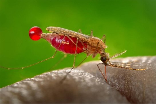 Ученые изменят состав человеческой крови для того, чтобы насолить комарам