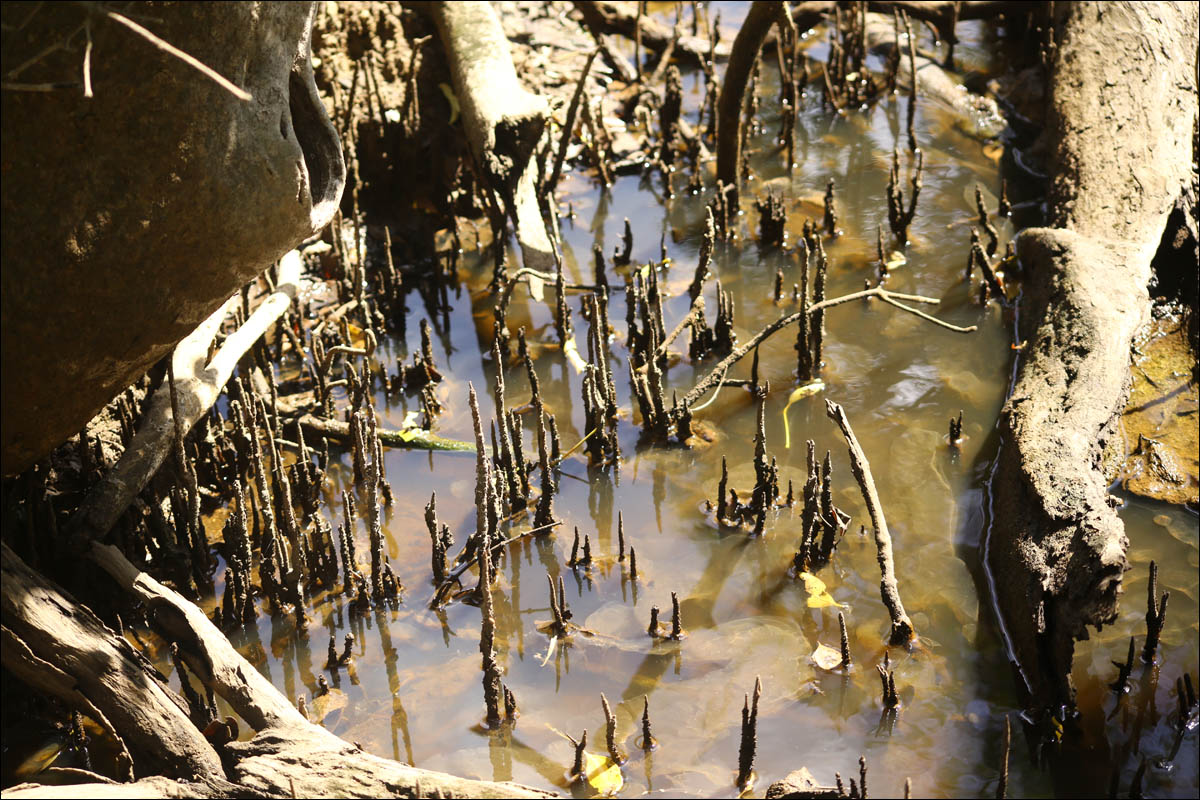 Мангровый лес: крутейший биом планеты - 12