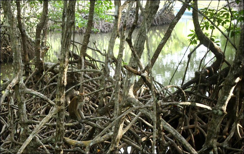 Мангровый лес: крутейший биом планеты - 16