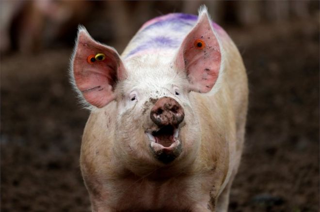 Ученые смогли восстановить кровообращение в обезглавленных свиней