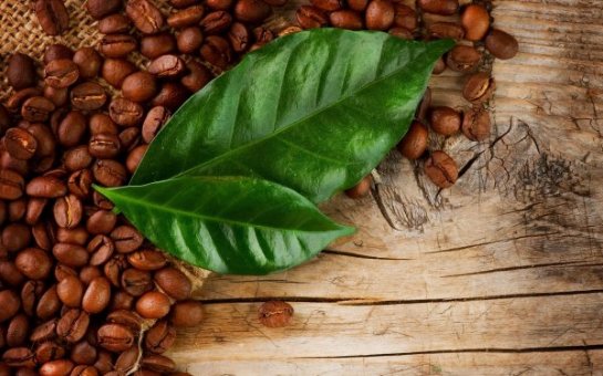 Ученые рассказали о пользе чая из листьев кофе