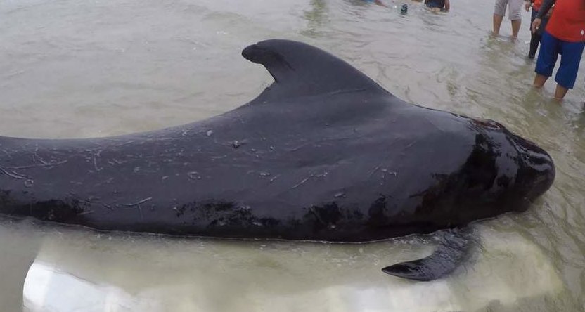 В желудке мертвого черного дельфина нашли 80 пластиковых пакетов