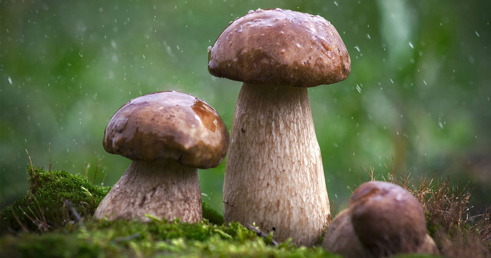 Что было раньше: дождь или грибы?
