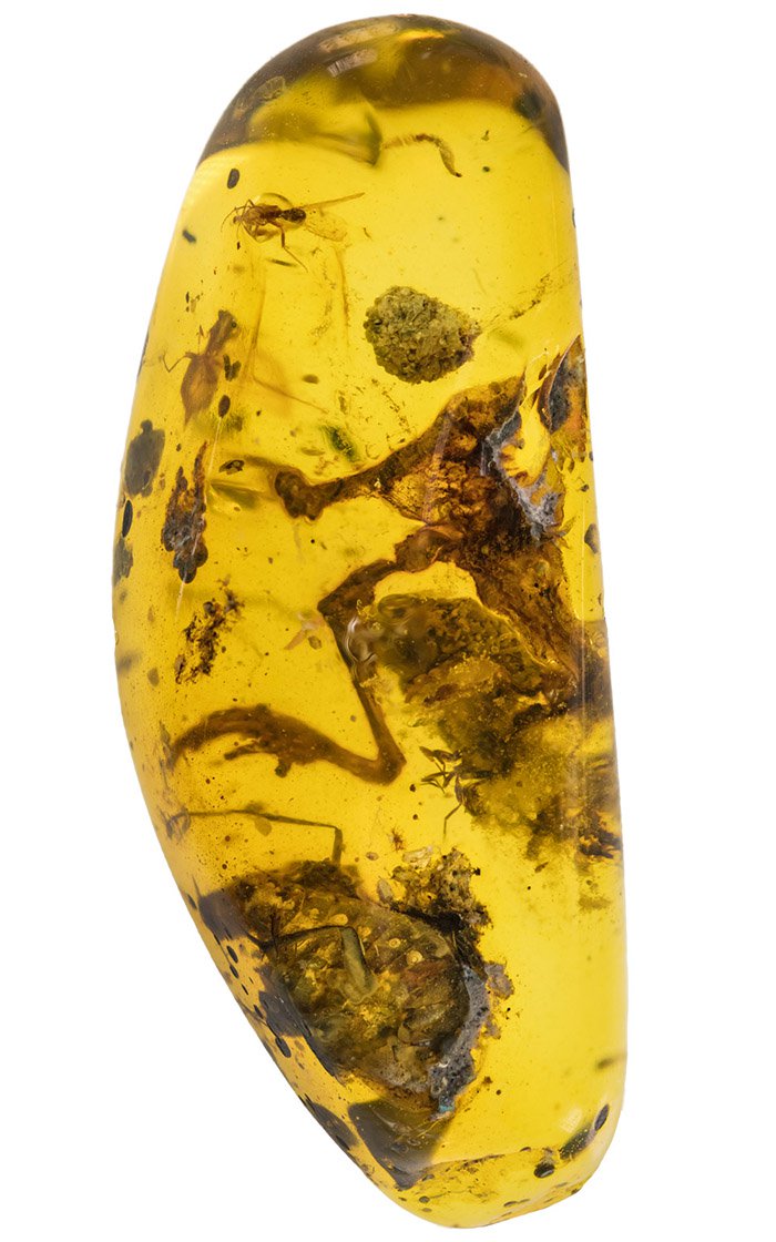 Найдены древнейшие лягушки, сохранившиеся в янтаре