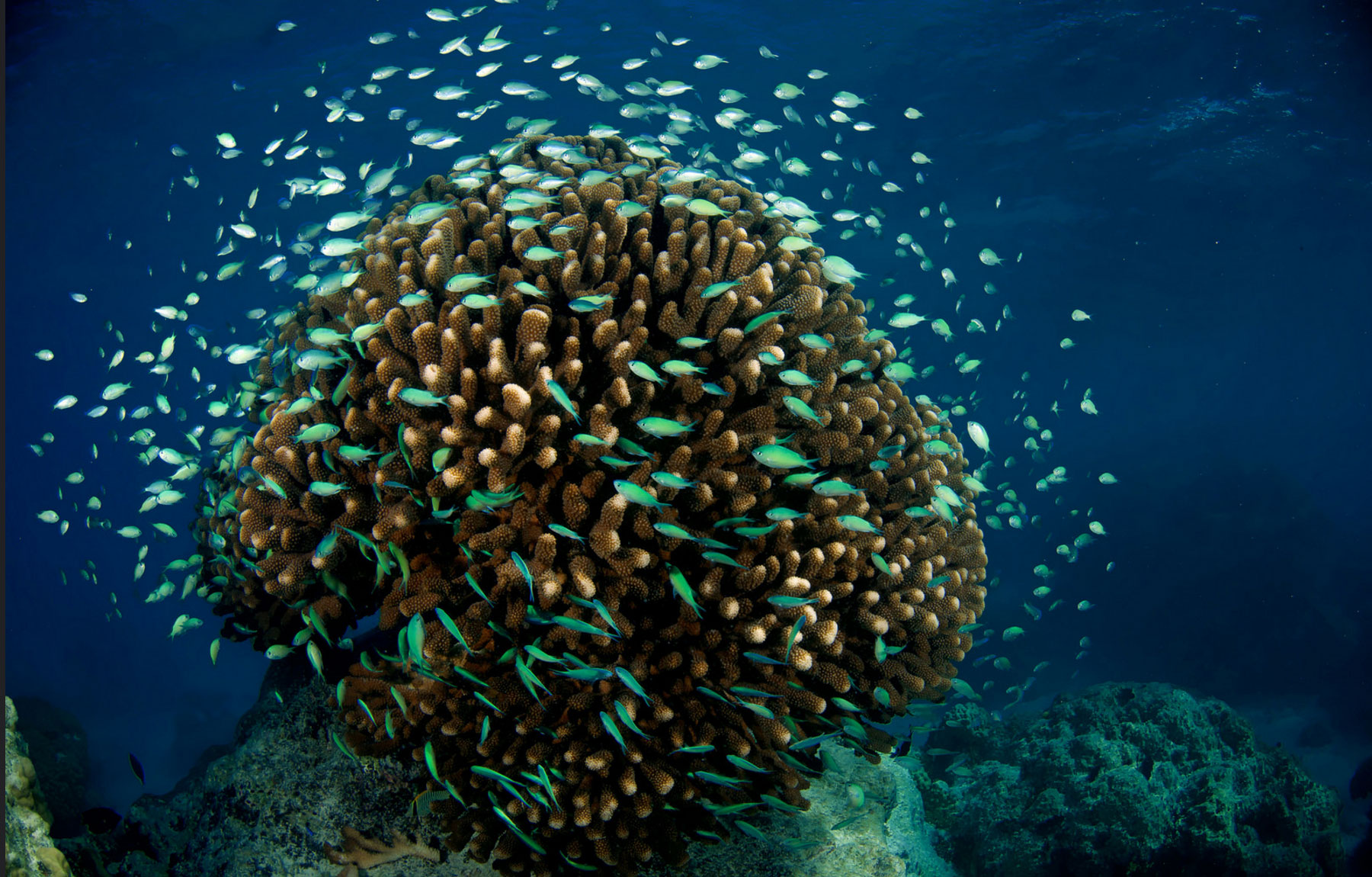 Коралловые рифы хранят секреты прошлого и будущего океанов - 6